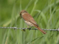 Pie-grièche écorcheur Lanius collurio