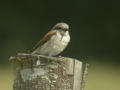 Pie-grièche écorcheur Lanius collurio