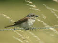 Pie-grièche écorcheur Lanius collurio