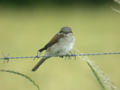 Pie-grièche écorcheur Lanius collurio