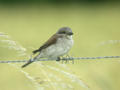 Pie-grièche écorcheur Lanius collurio