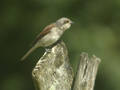 Pie-grièche écorcheur Lanius collurio