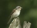 Pie-grièche écorcheur Lanius collurio