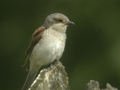 Pie-grièche écorcheur Lanius collurio