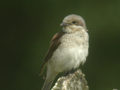 Pie-grièche écorcheur Lanius collurio