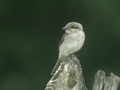 Pie-grièche écorcheur Lanius collurio