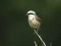 Pie-grièche écorcheur Lanius collurio