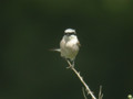 Pie-grièche écorcheur Lanius collurio