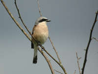 Pie-grièche écorcheur Lanius collurio