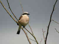 Pie-grièche écorcheur Lanius collurio