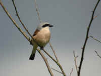 Pie-grièche écorcheur Lanius collurio