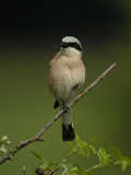 Pie-grièche écorcheur Lanius collurio