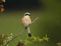 Pie-grièche écorcheur Lanius collurio