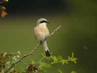 Pie-grièche écorcheur Lanius collurio