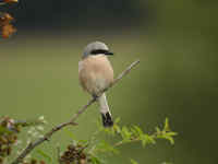 Pie-grièche écorcheur Lanius collurio