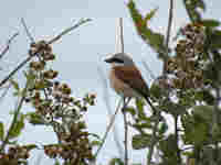 Pie-grièche écorcheur Lanius collurio