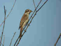 Pie-grièche écorcheur Lanius collurio