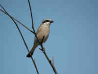 Pie-grièche écorcheur Lanius collurio