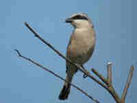 Pie-grièche écorcheur Lanius collurio