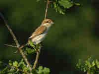 Pie-grièche écorcheur Lanius collurio