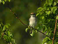 Pie-grièche écorcheur Lanius collurio