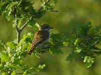 Pie-grièche écorcheur Lanius collurio