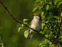 Pie-grièche écorcheur Lanius collurio