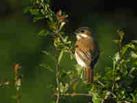 Pie-grièche écorcheur Lanius collurio