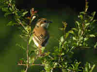 Pie-grièche écorcheur Lanius collurio