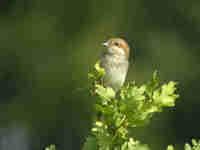 Pie-grièche écorcheur Lanius collurio