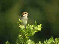 Pie-grièche écorcheur Lanius collurio