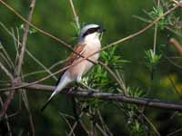 Pie-grièche écorcheur Lanius collurio