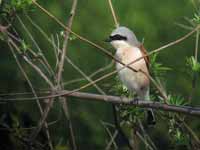 Pie-grièche écorcheur Lanius collurio