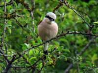 Pie-grièche écorcheur Lanius collurio