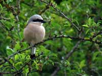 Pie-grièche écorcheur Lanius collurio