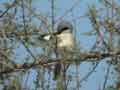 Pie-gri&egrave;che m&eacute;ridionale Lanius meridionalis