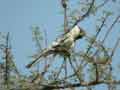 Pie-gri&egrave;che m&eacute;ridionale Lanius meridionalis