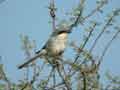 Pie-gri&egrave;che m&eacute;ridionale Lanius meridionalis