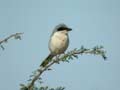 Pie-gri&egrave;che m&eacute;ridionale Lanius meridionalis
