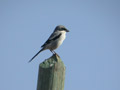 Pie-gri&egrave;che m&eacute;ridionale Lanius meridionalis