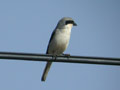 Pie-gri&egrave;che m&eacute;ridionale Lanius meridionalis