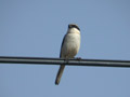 Pie-gri&egrave;che m&eacute;ridionale Lanius meridionalis