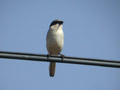 Pie-gri&egrave;che m&eacute;ridionale Lanius meridionalis