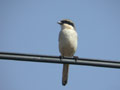 Pie-gri&egrave;che m&eacute;ridionale Lanius meridionalis