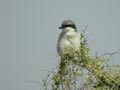Pie-gri&egrave;che m&eacute;ridionale Lanius meridionalis