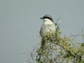 Pie-gri&egrave;che m&eacute;ridionale Lanius meridionalis