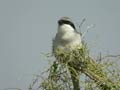 Pie-gri&egrave;che m&eacute;ridionale Lanius meridionalis