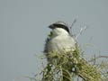 Pie-gri&egrave;che m&eacute;ridionale Lanius meridionalis