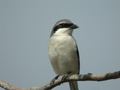 Pie-gri&egrave;che m&eacute;ridionale Lanius meridionalis