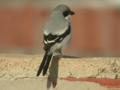 Pie-grièche méridionale Lanius meridionalis elegans